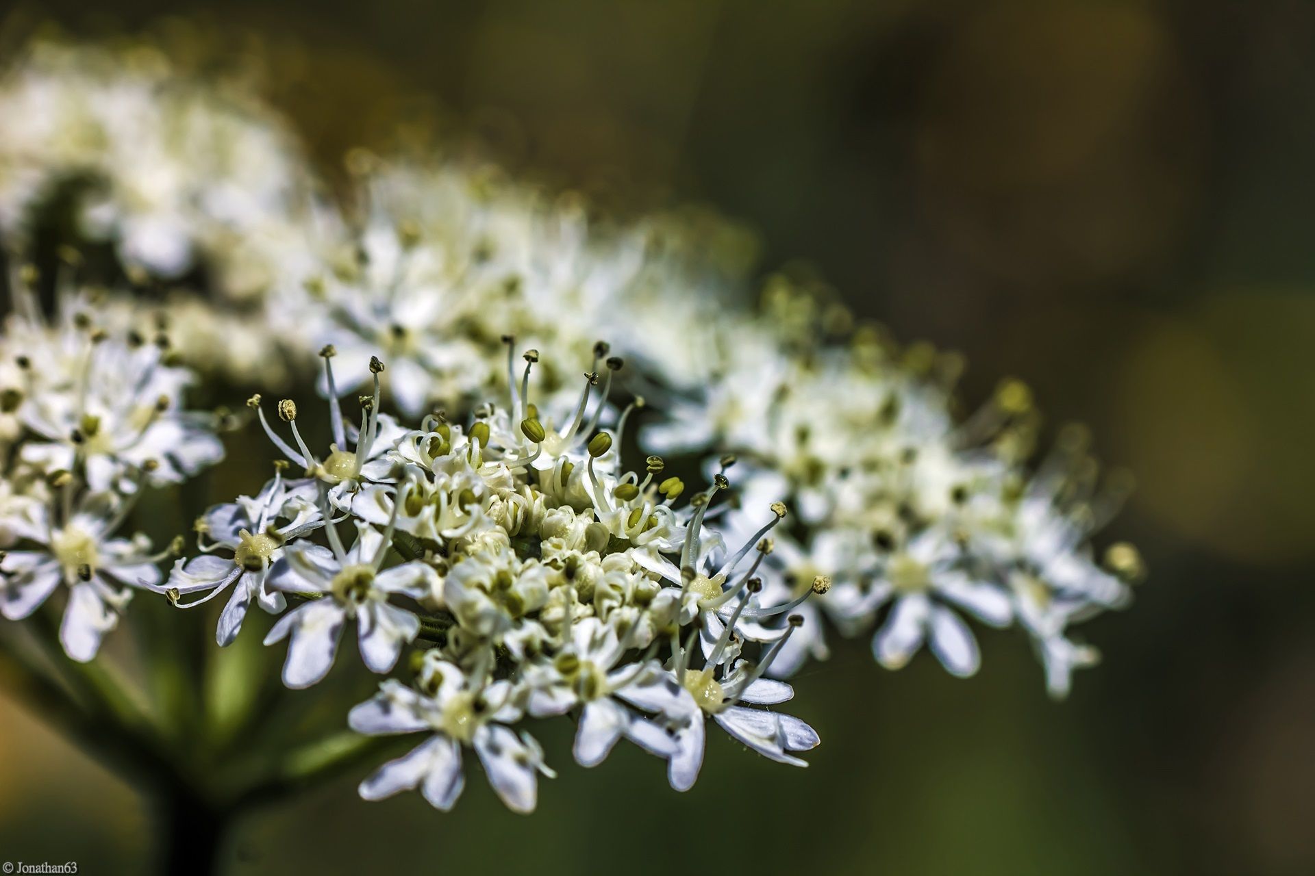 Wallpapers Nature Flowers 