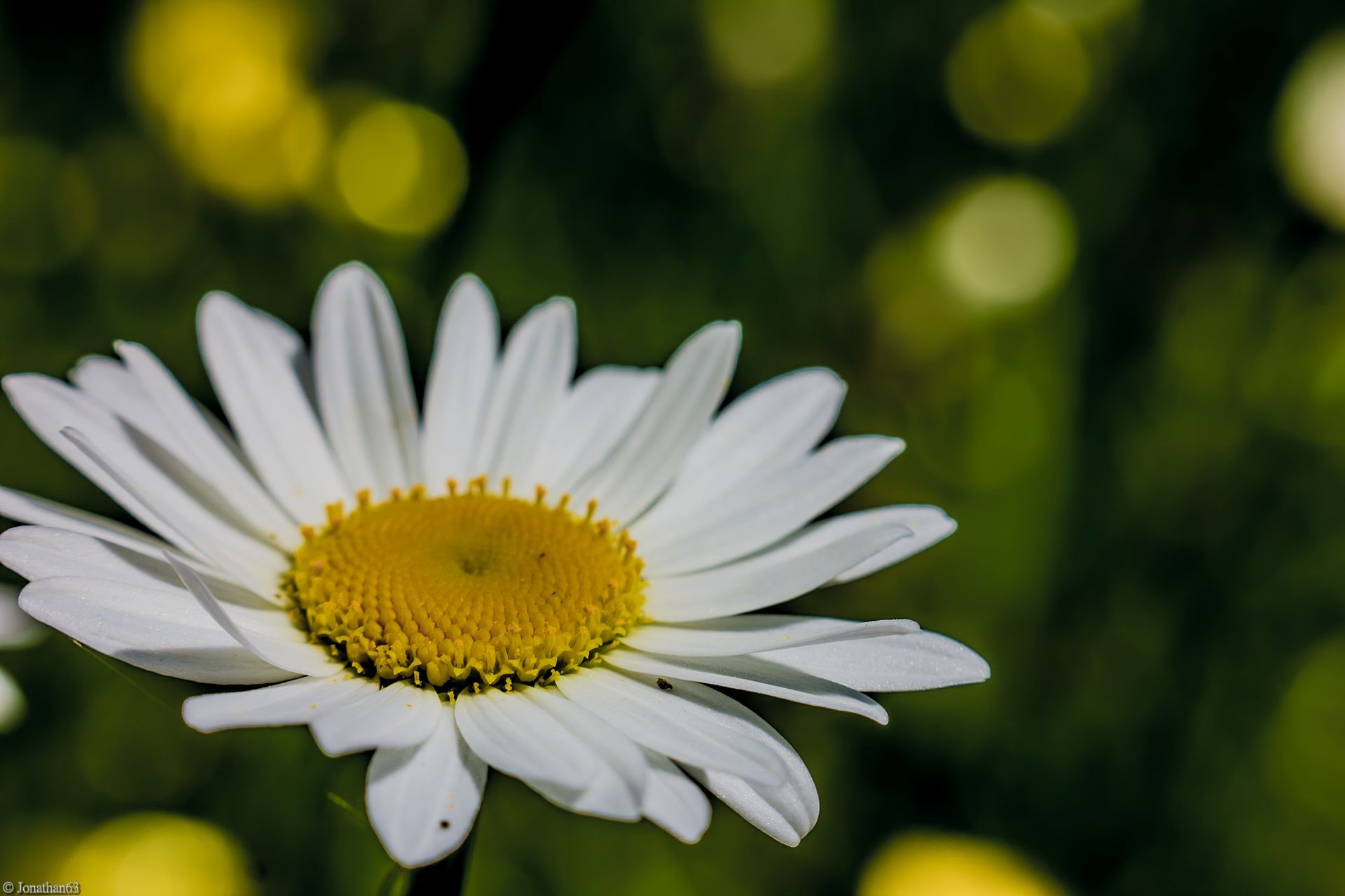 Wallpapers Nature Flowers 