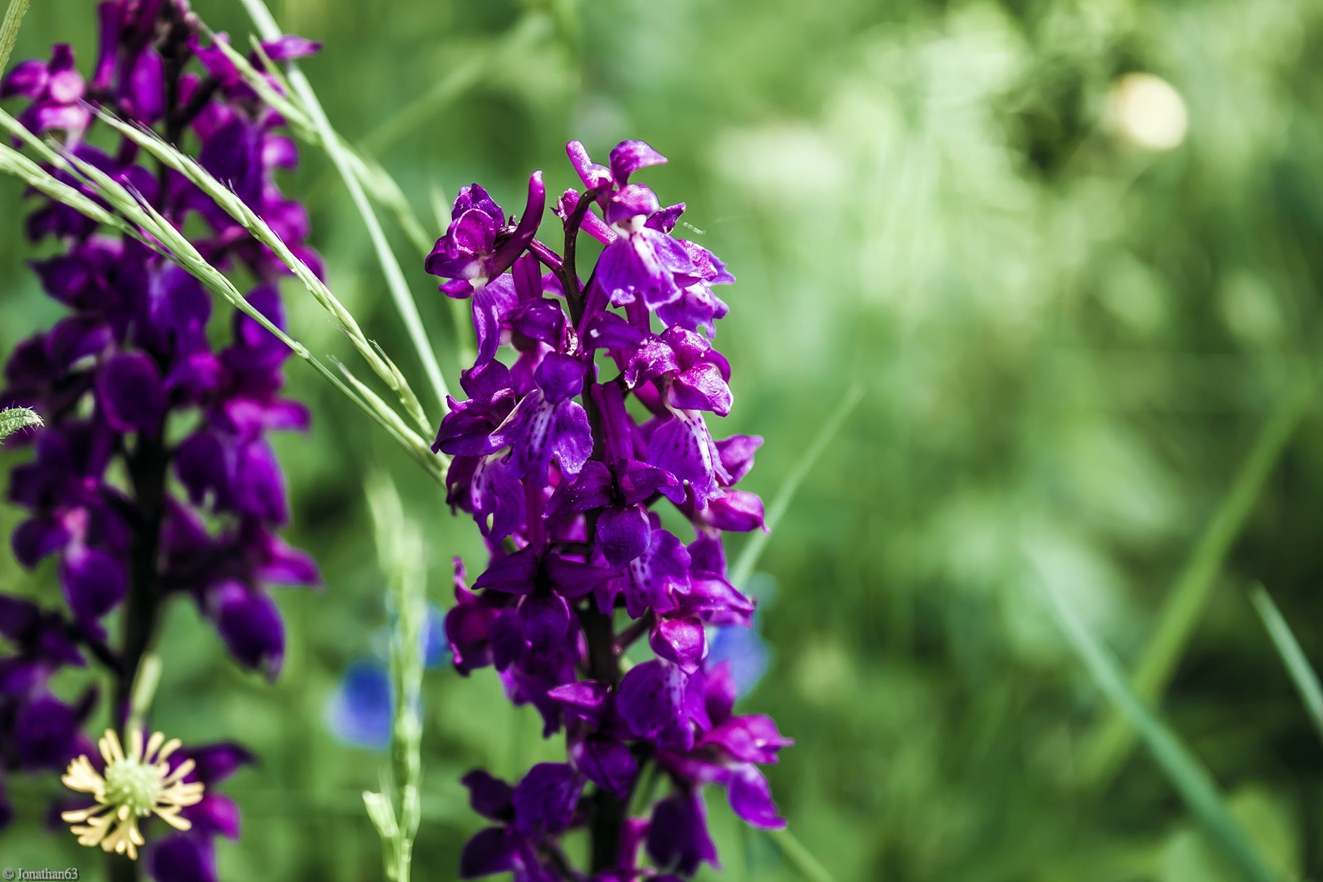 Fonds d'cran Nature Fleurs 