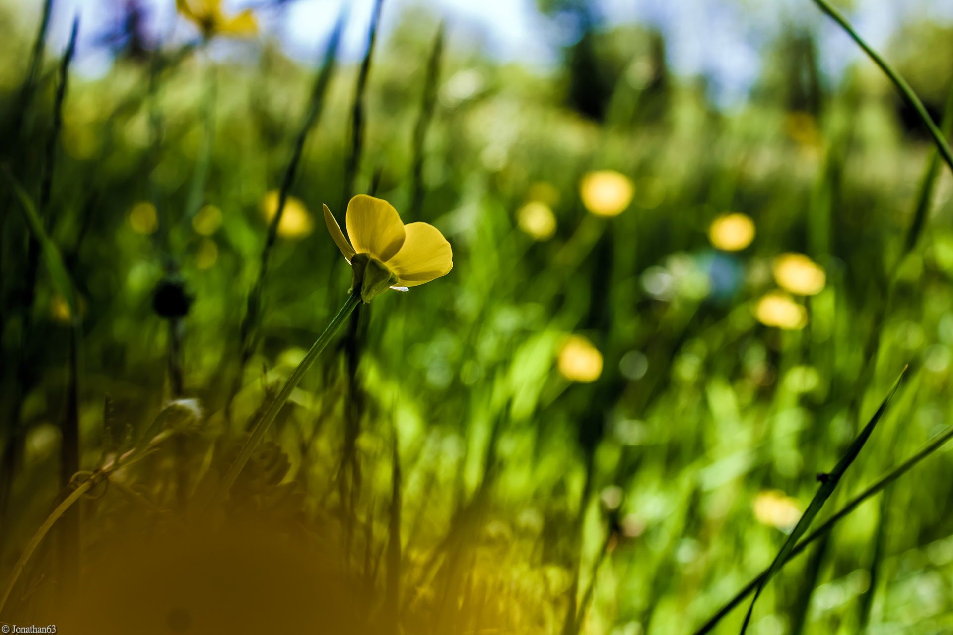 Wallpapers Nature Flowers 