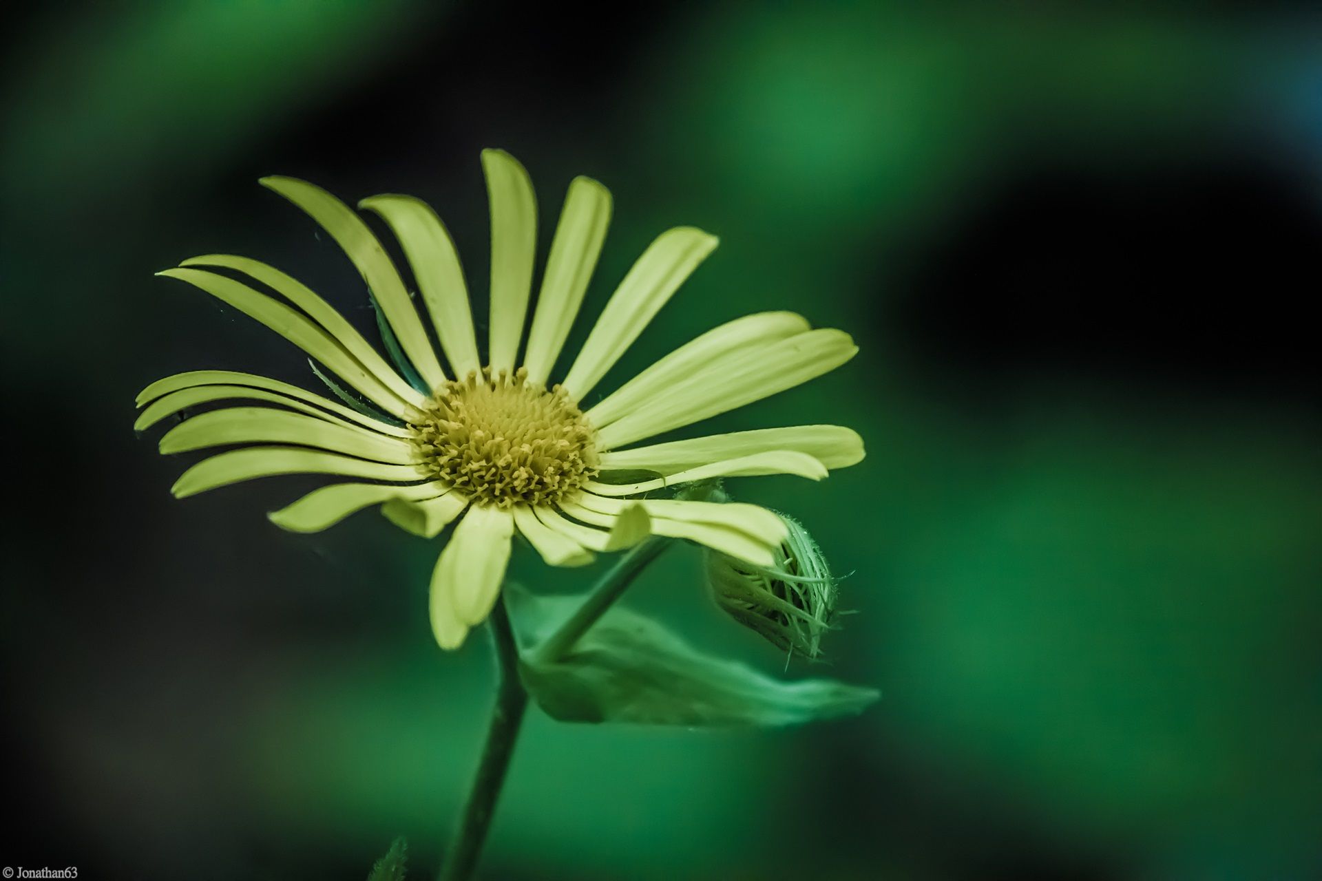 Fonds d'cran Nature Fleurs 