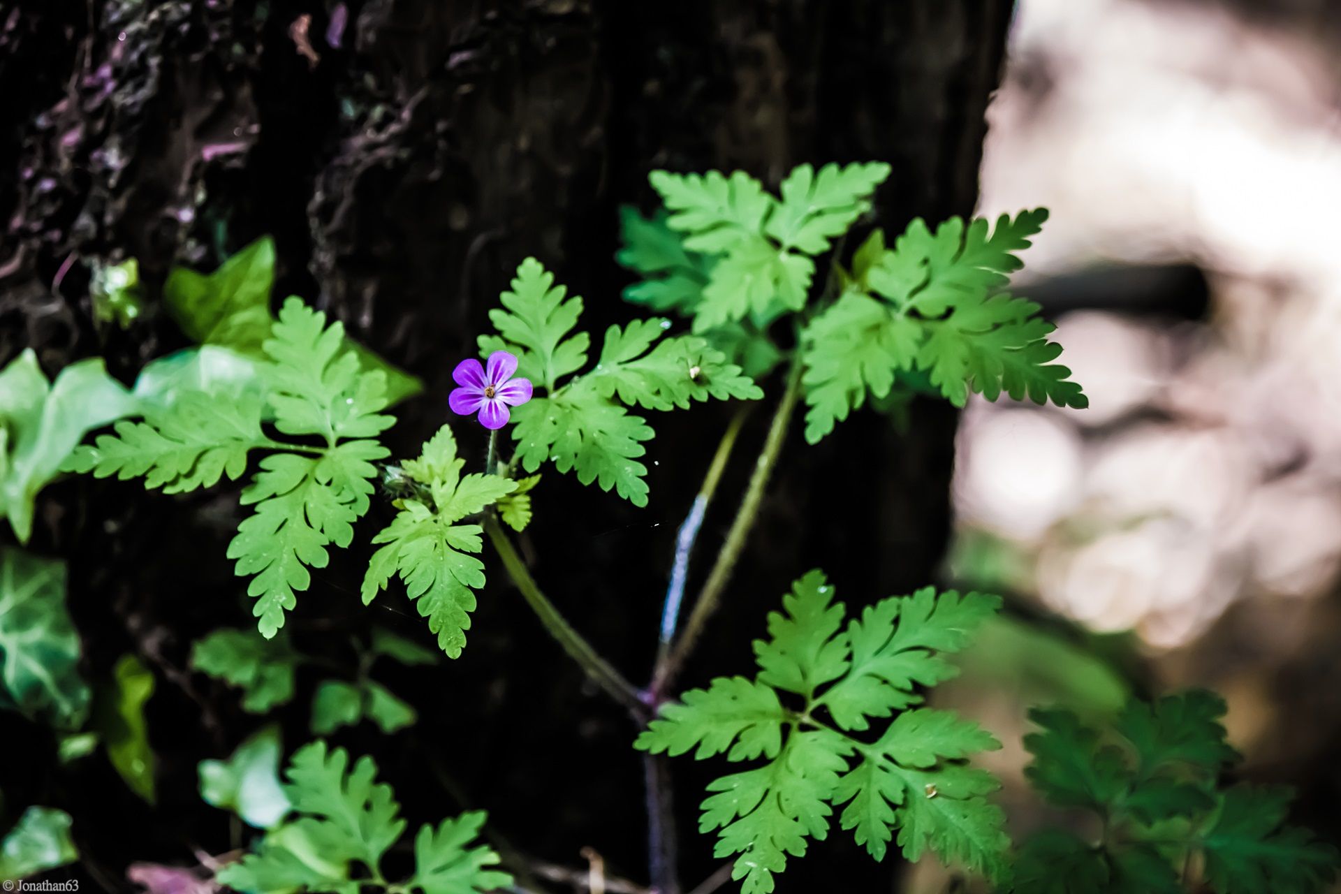 Fonds d'cran Nature Fleurs 