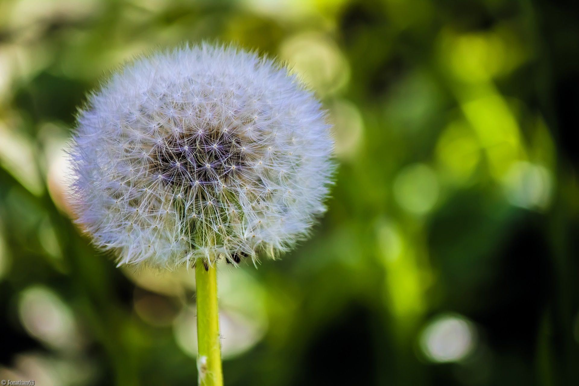 Fonds d'cran Nature Fleurs 