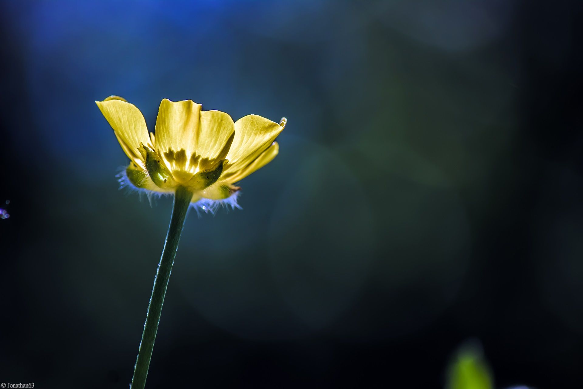 Fonds d'cran Nature Fleurs 