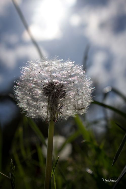 Fonds d'cran Nature Fleurs pissenlit