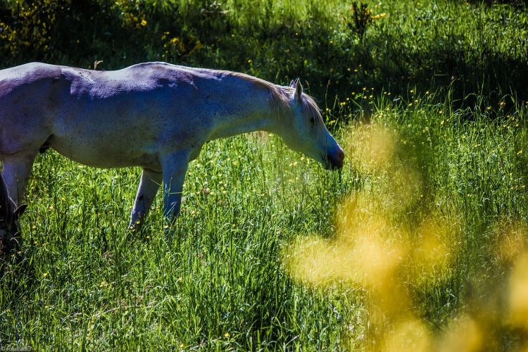 Fonds d'cran Animaux Chevaux Wallpaper N405416