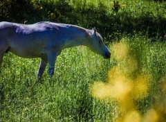  Animaux Image sans titre N405416