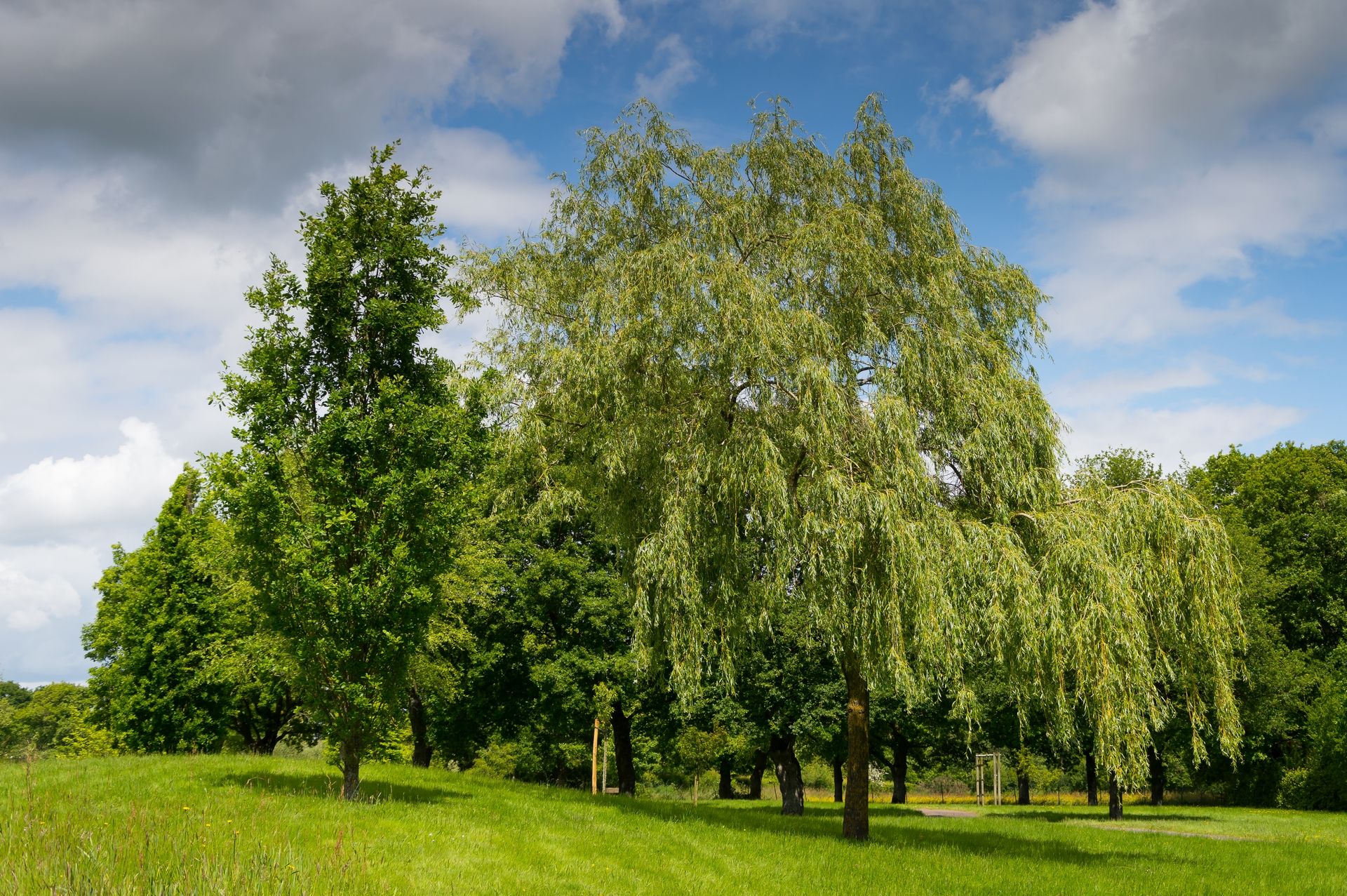 Fonds d'cran Nature Arbres - Forts 