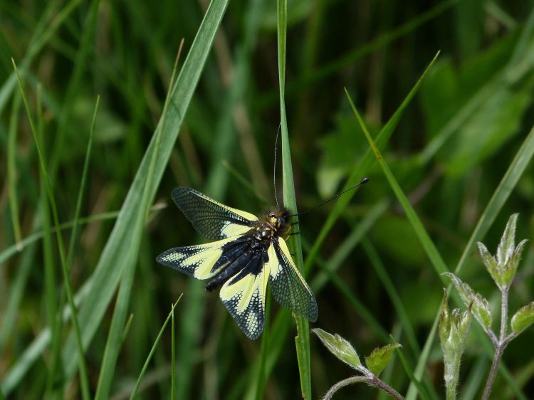 Fonds d'cran Animaux Insectes - Papillons L'ascalaphe soufré  