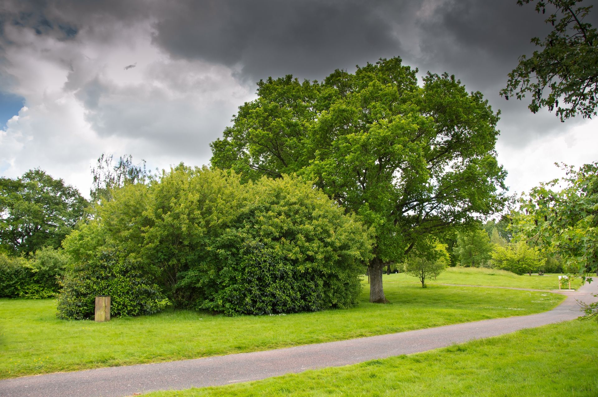 Wallpapers Nature Trees - Forests 