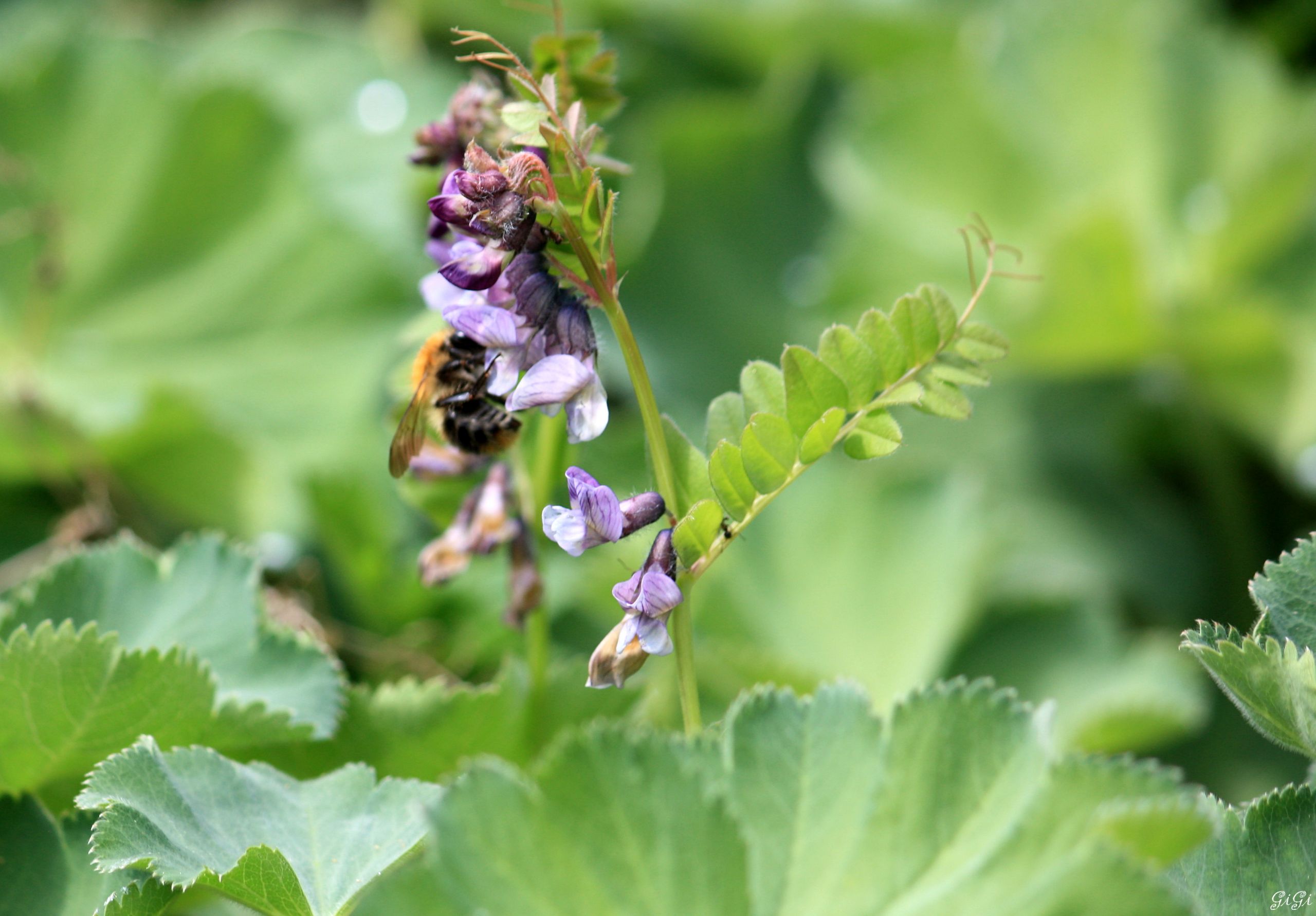 Fonds d'cran Nature Fleurs Annevoie : son chteau, ses jardins, ses costums (2015)