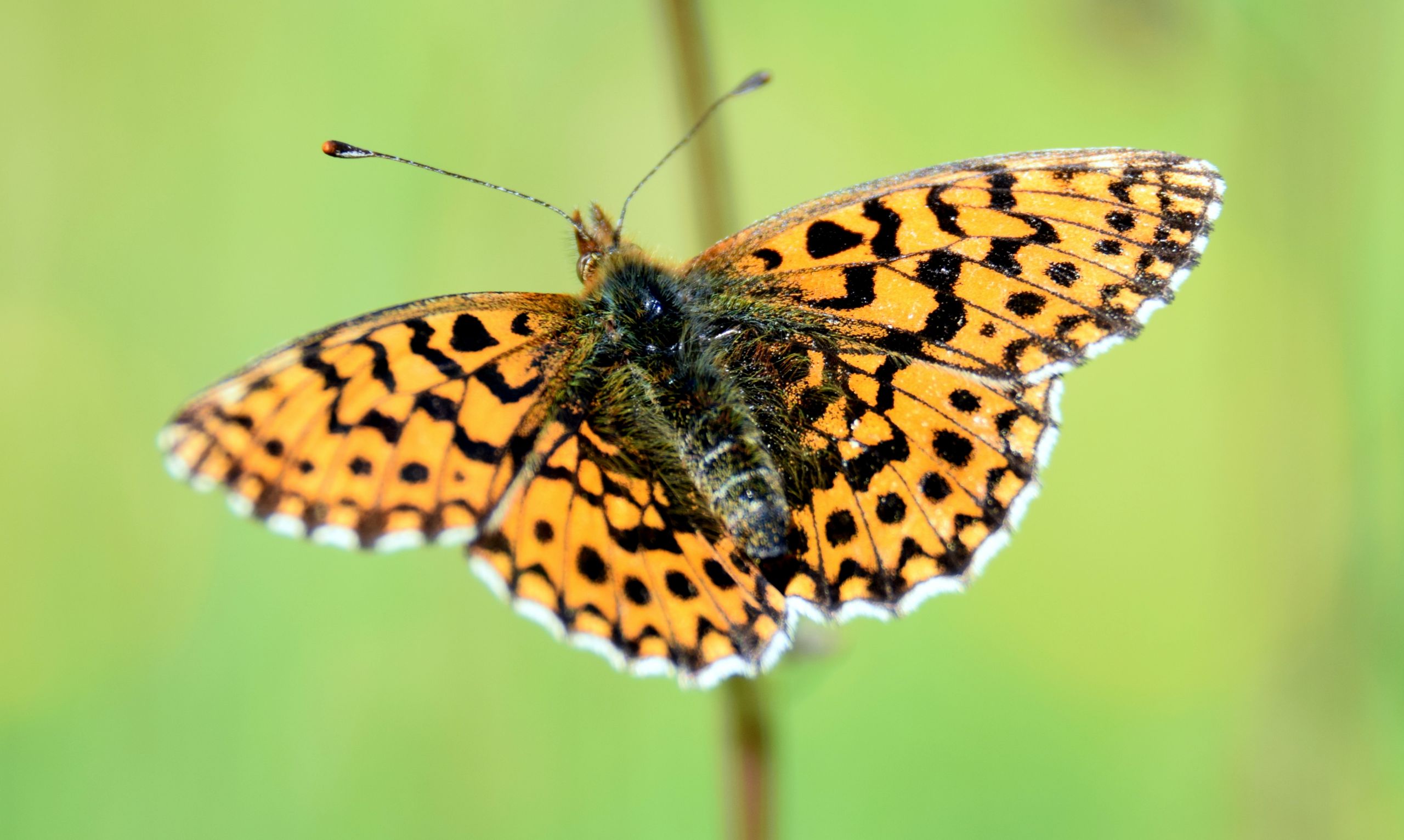 Wallpapers Animals Insects - Butterflies 