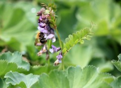  Nature Annevoie : son chteau, ses jardins, ses costums (2015)