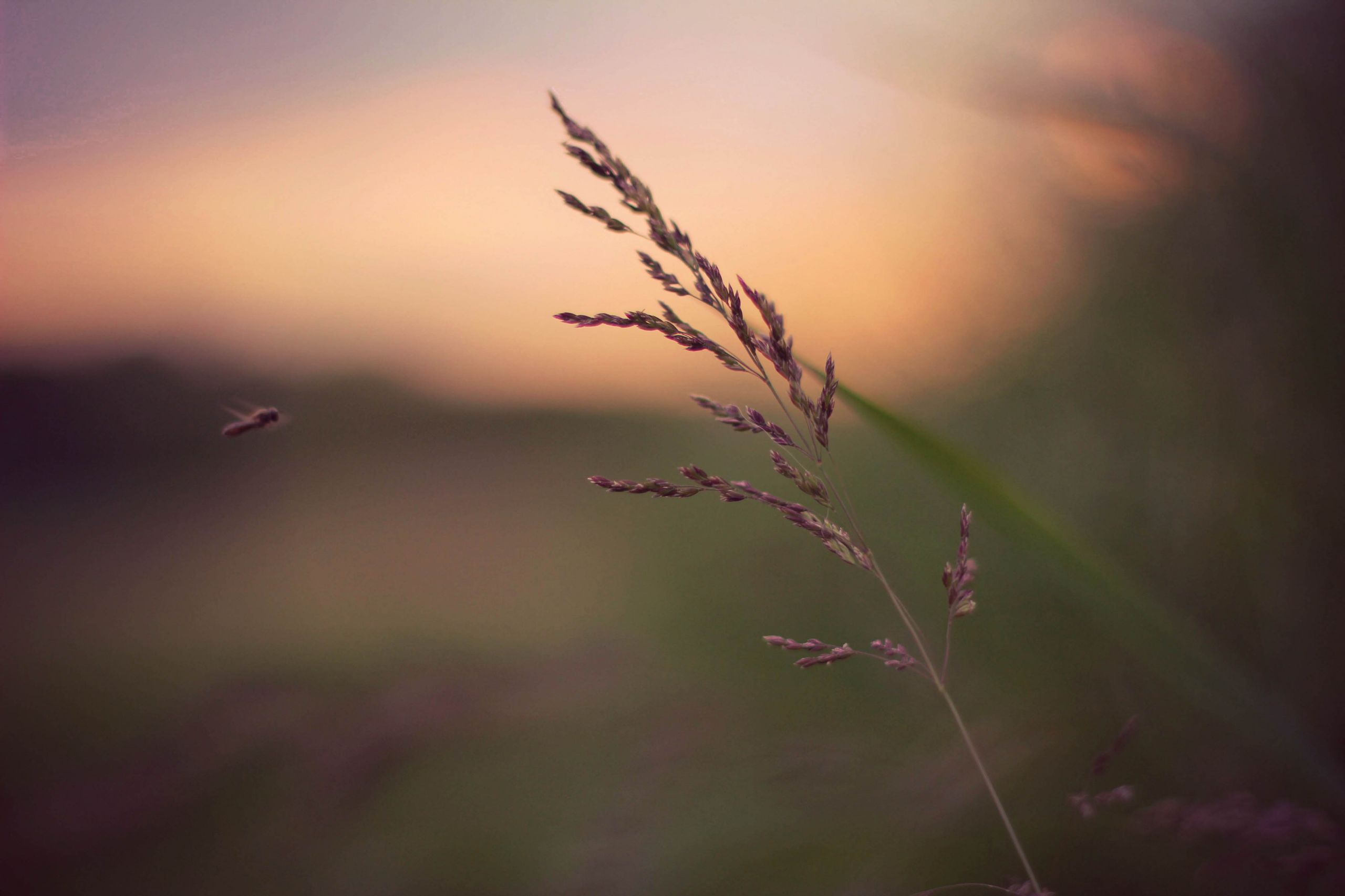 Fonds d'cran Nature Herbes 