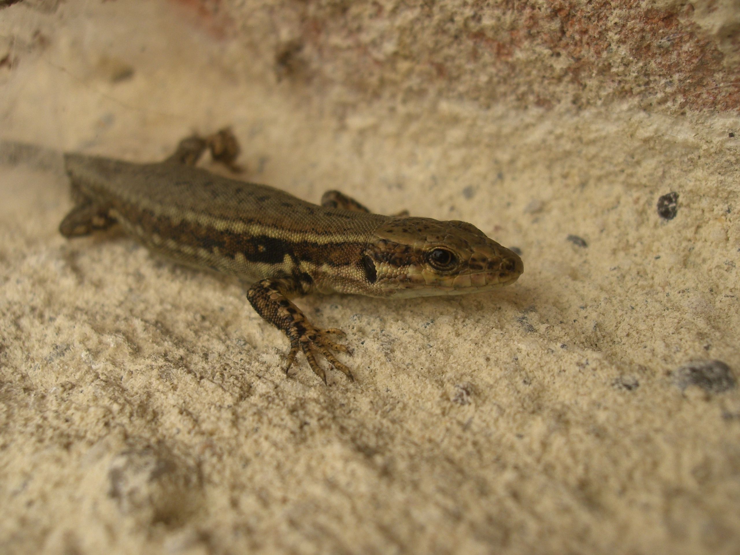 Fonds d'cran Animaux Lzards - Iguanes 