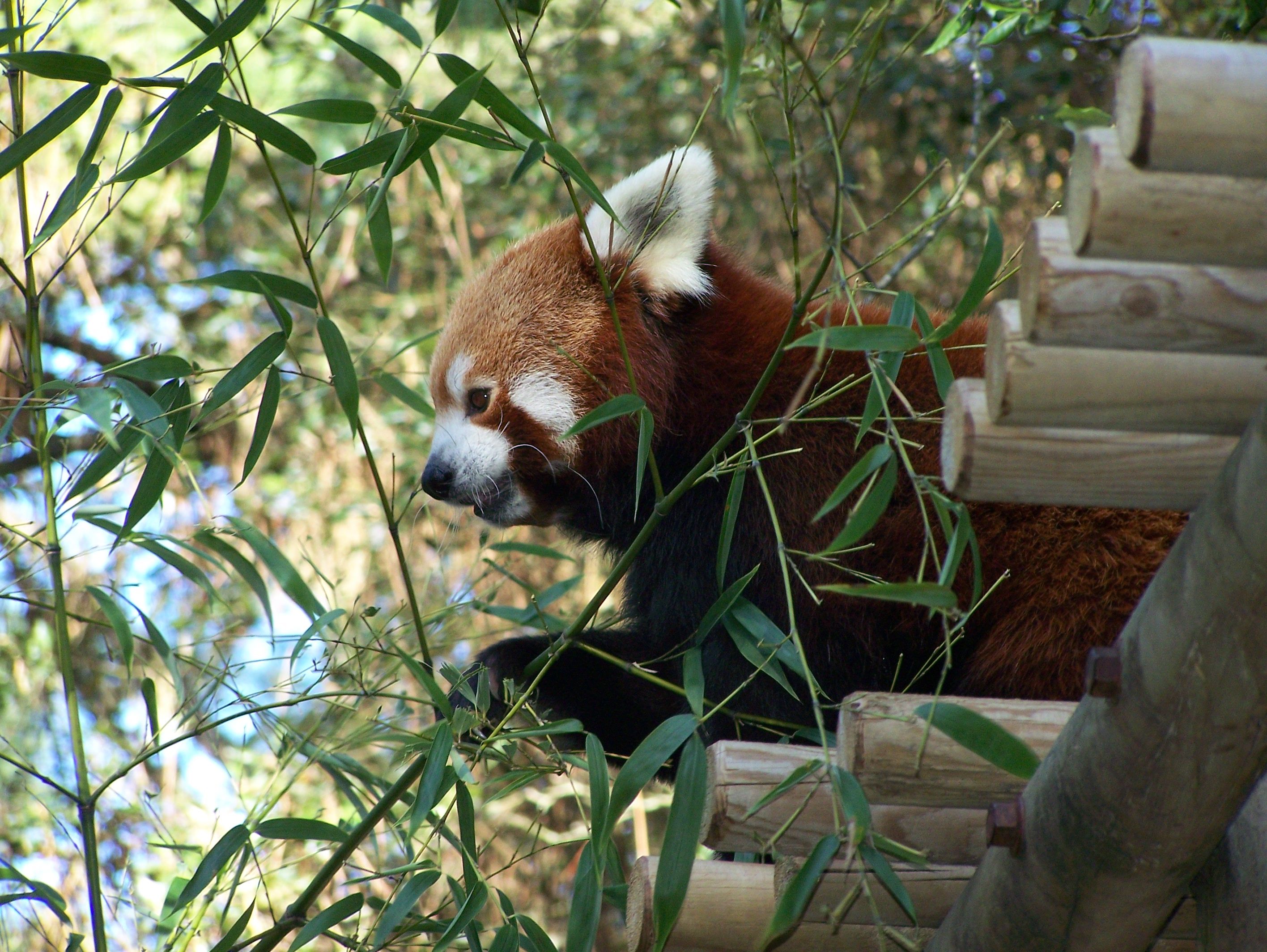 Fonds d'cran Animaux Pandas roux 