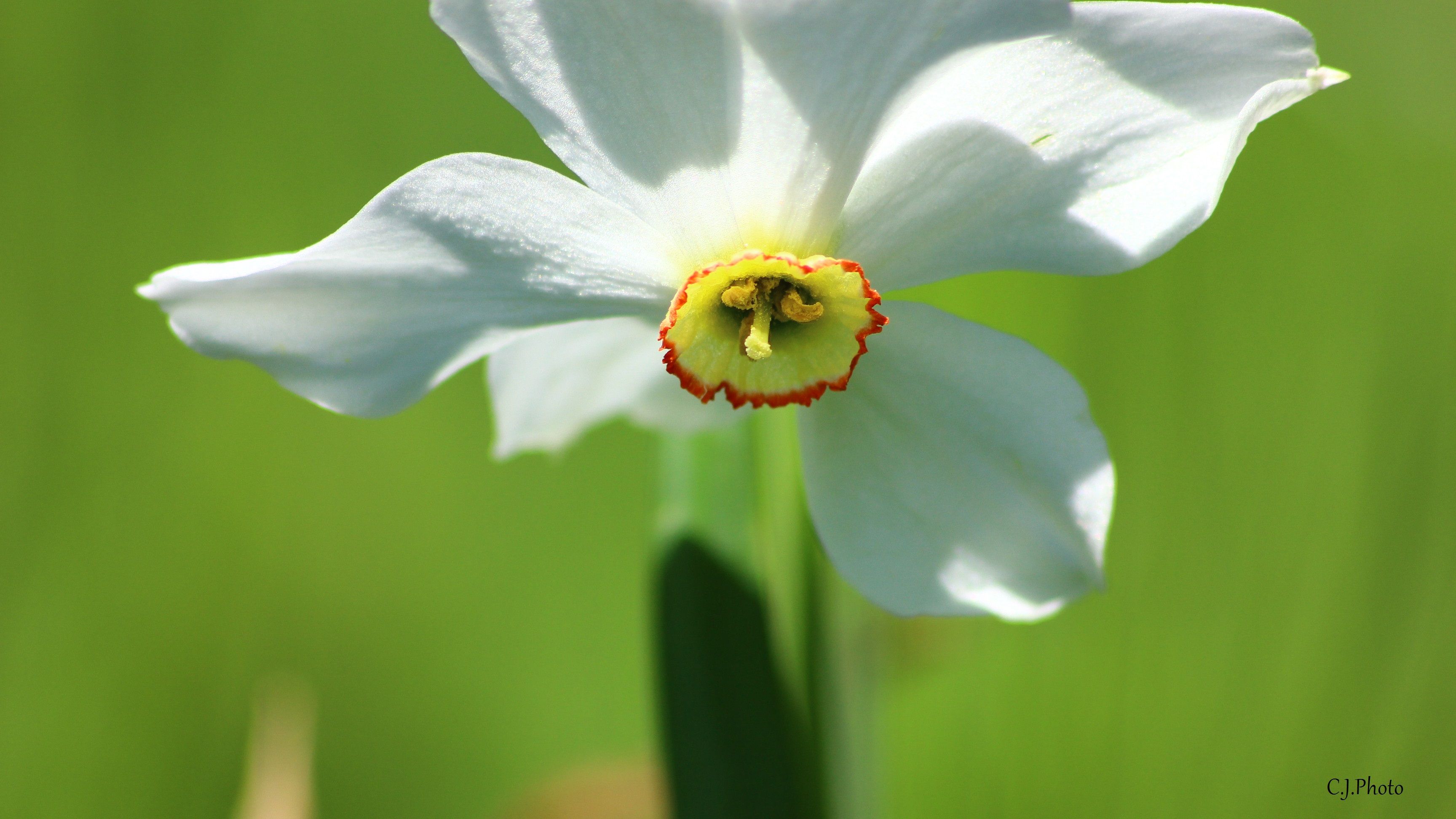 Wallpapers Nature Flowers 