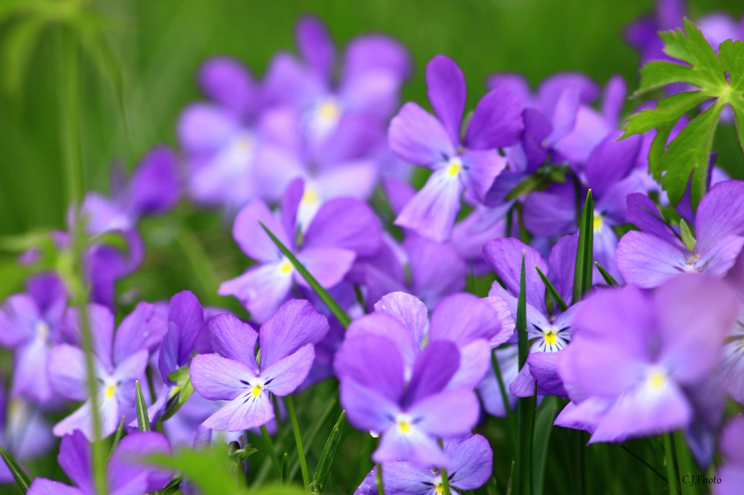 Fonds d'cran Nature Fleurs 