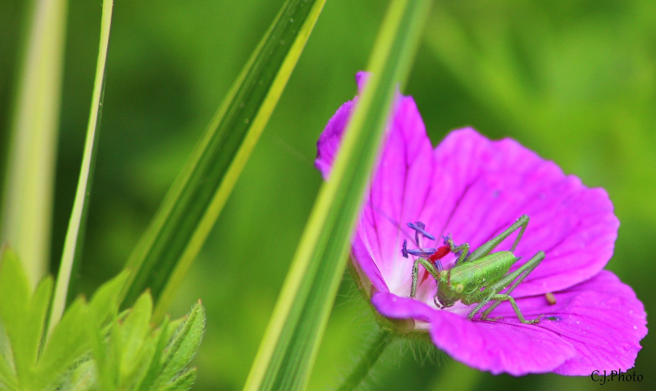 Wallpapers Nature Flowers 