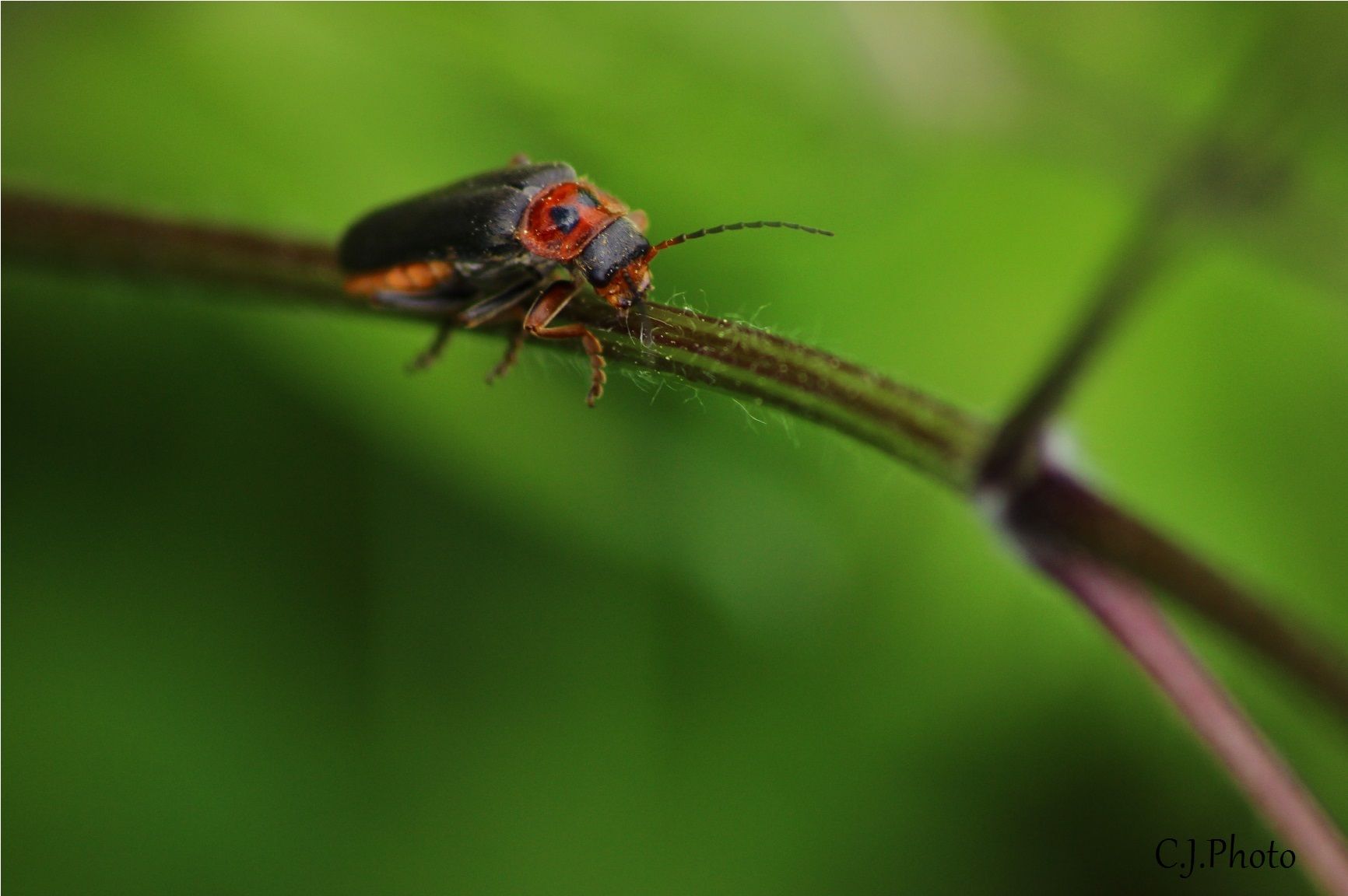 Fonds d'cran Animaux Insectes - Divers 