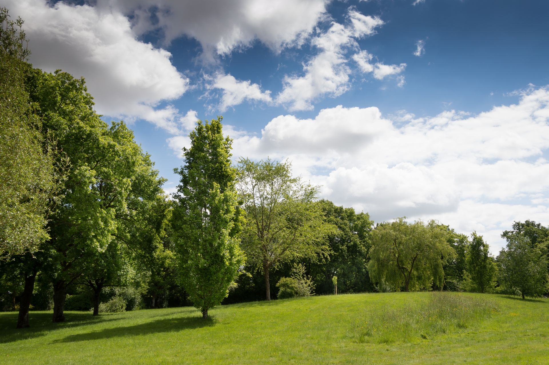 Wallpapers Nature Trees - Forests 