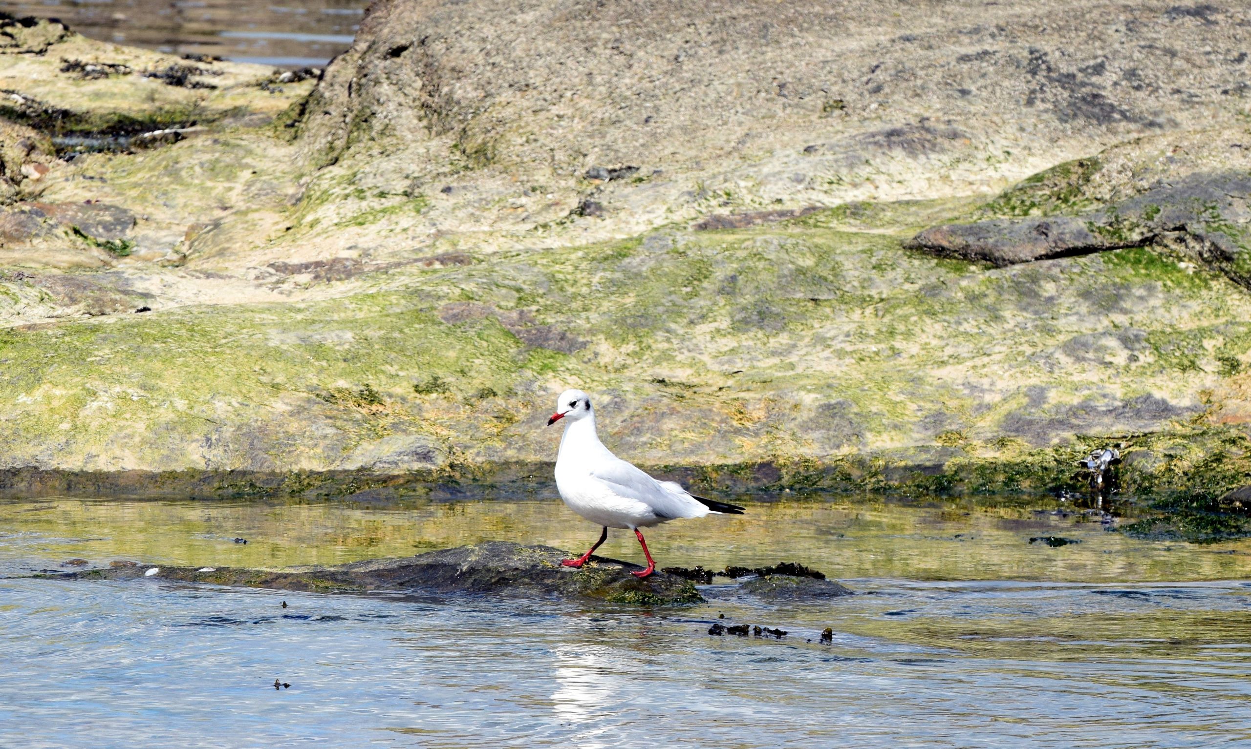 Wallpapers Animals Birds - Gulls 