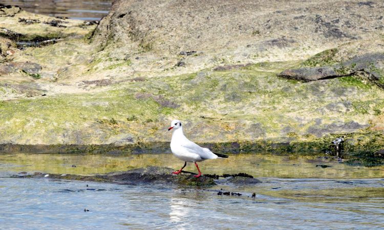 Wallpapers Animals Birds - Gulls Wallpaper N405854