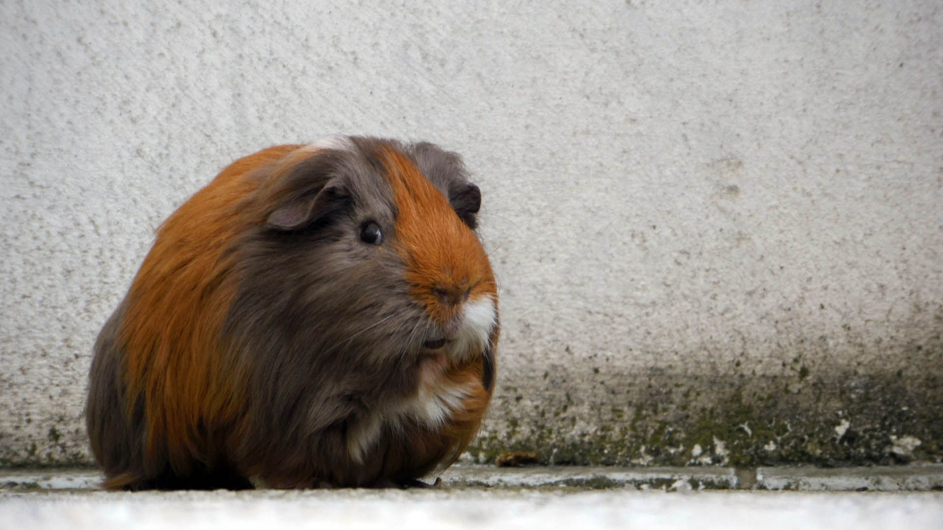 Wallpapers Animals Rodents - Guinea pigs Cobaye