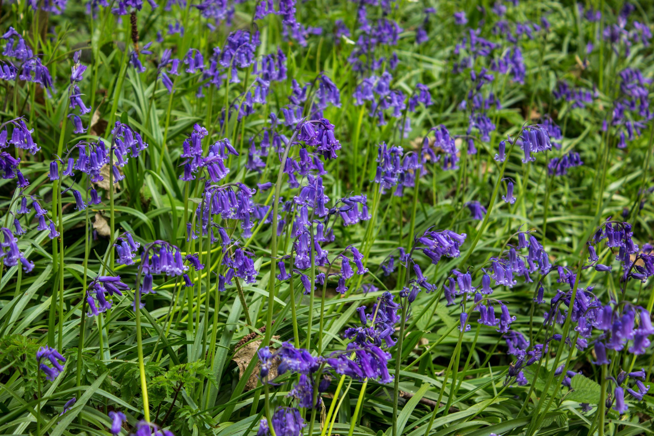 Fonds d'cran Nature Fleurs 