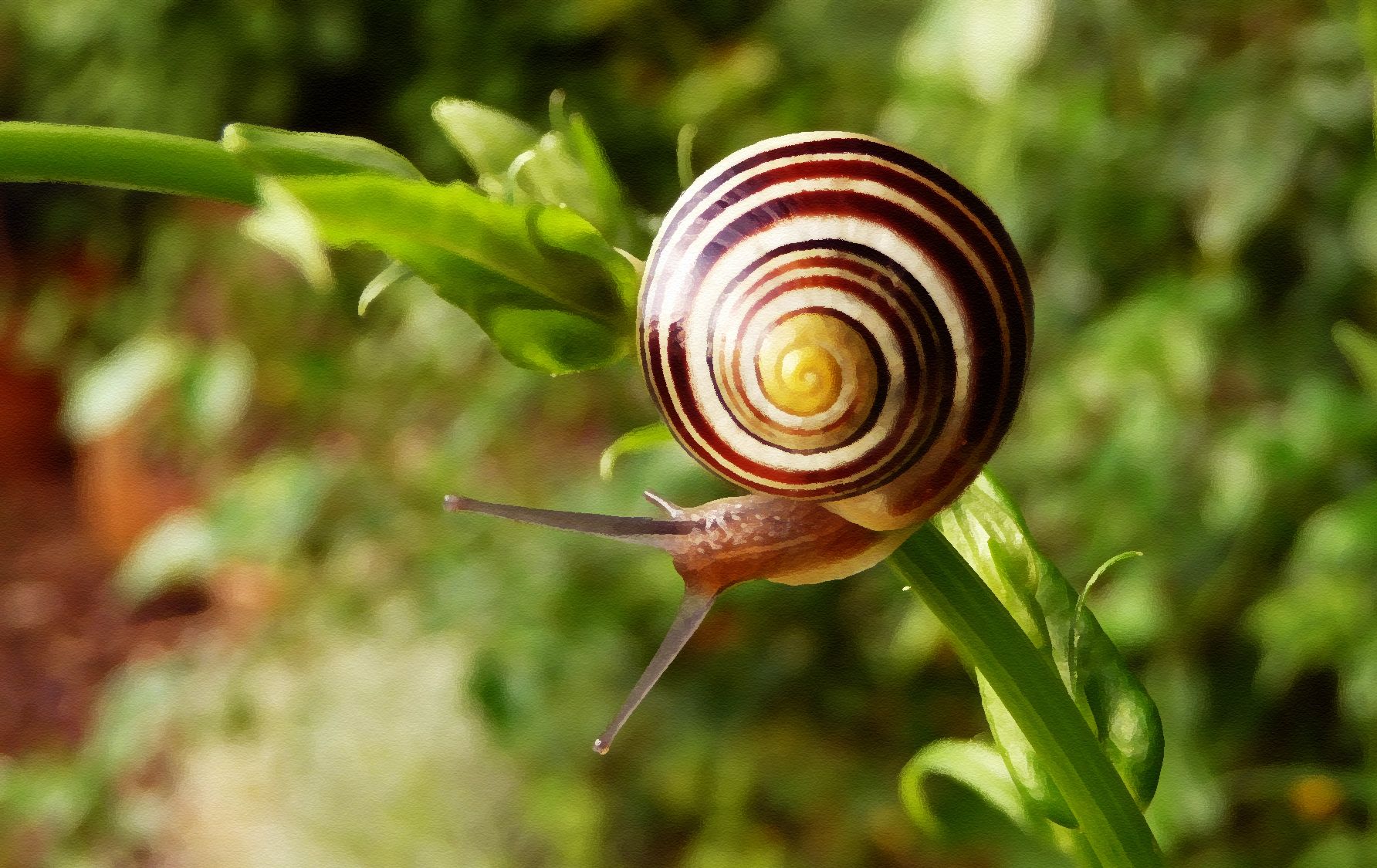 Wallpapers Animals Snails - Slugs 