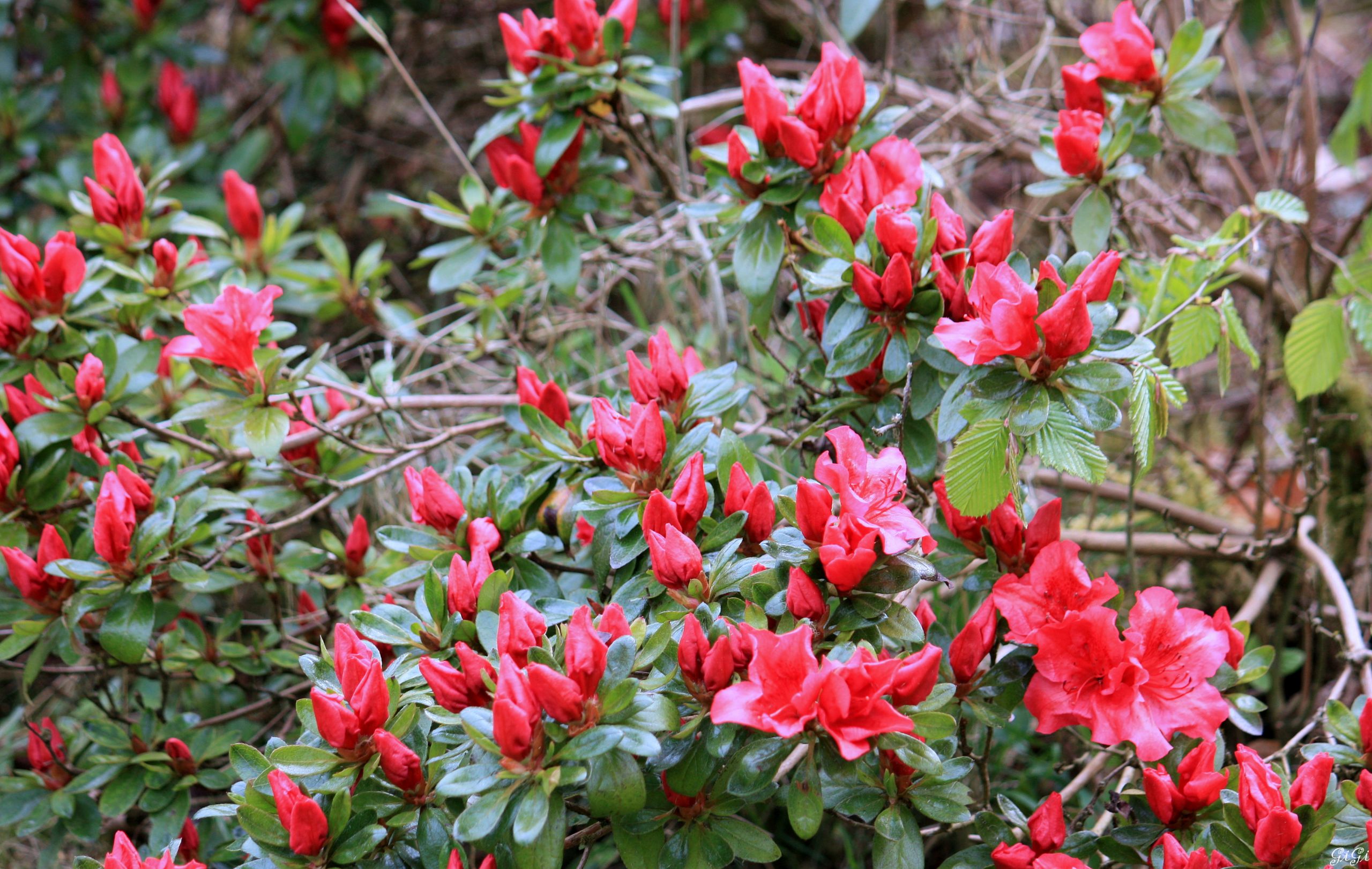 Wallpapers Nature Flowers Annevoie : son chteau, ses jardins, ses costums (2015)