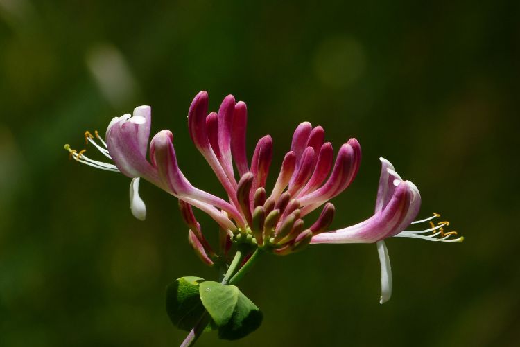 Fonds d'cran Nature Fleurs Chévrefeuille sauvage 