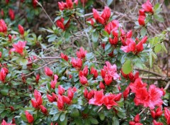  Nature Annevoie : son chteau, ses jardins, ses costums (2015)