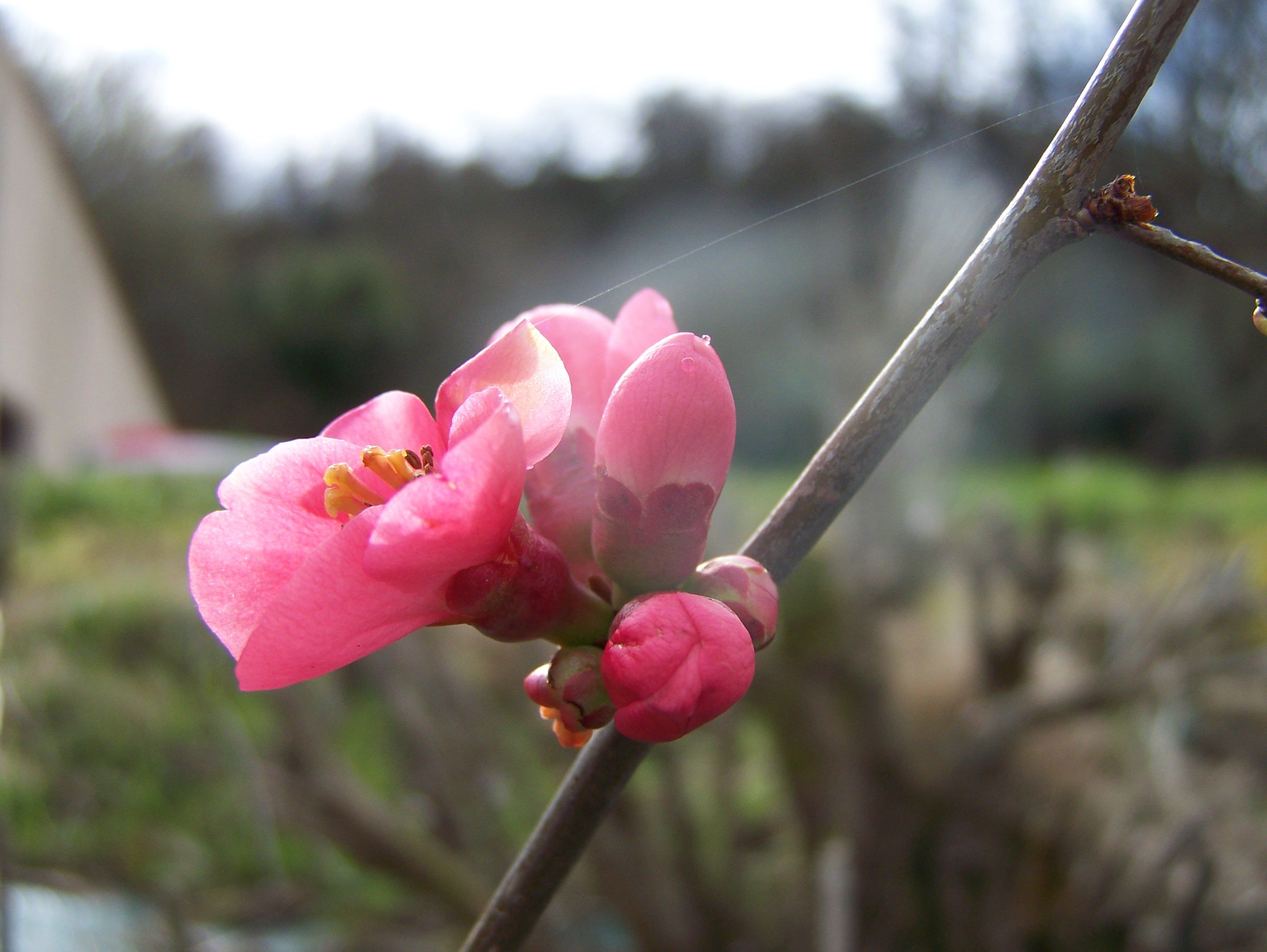 Fonds d'cran Nature Fleurs 