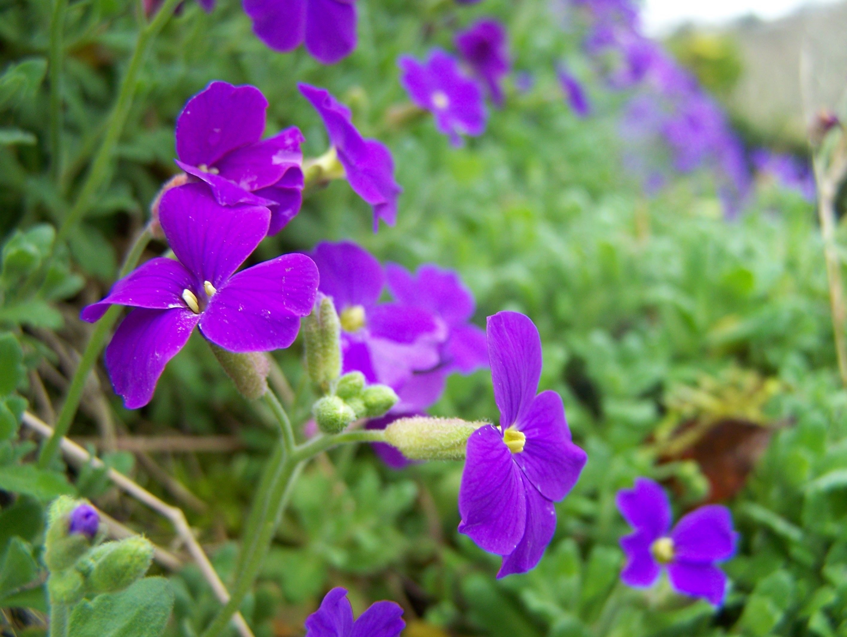 Fonds d'cran Nature Fleurs 