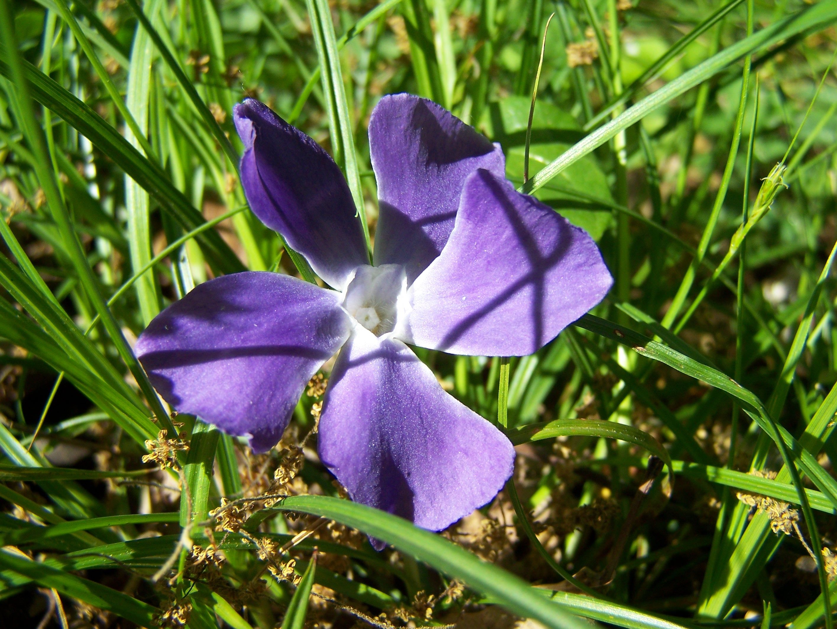 Fonds d'cran Nature Fleurs 