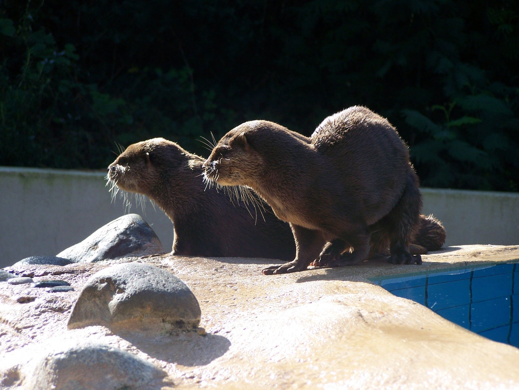 Fonds d'cran Animaux Loutres 