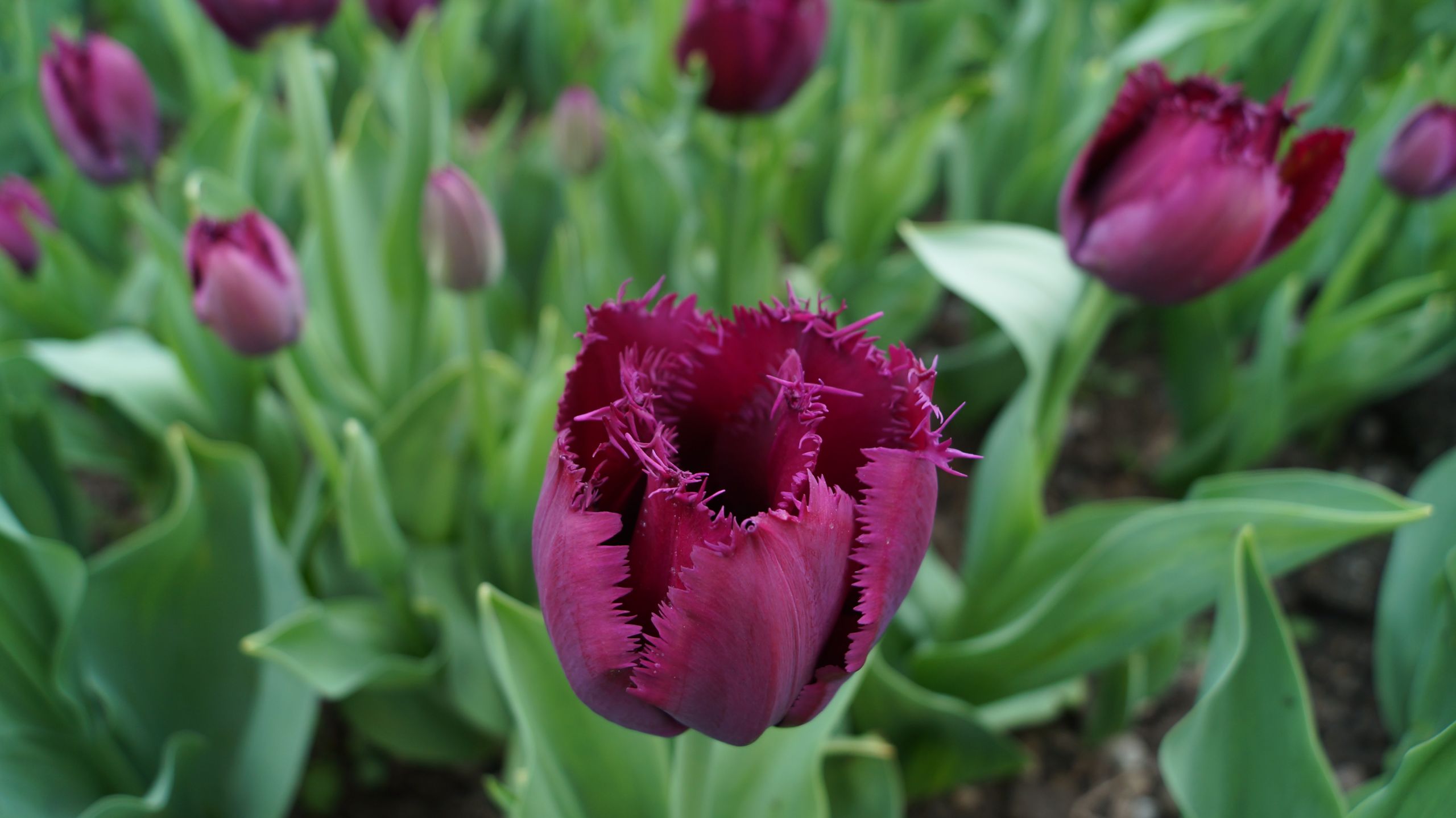 Fonds d'cran Nature Fleurs Fête de la Tulipe - Morges (Suisse)