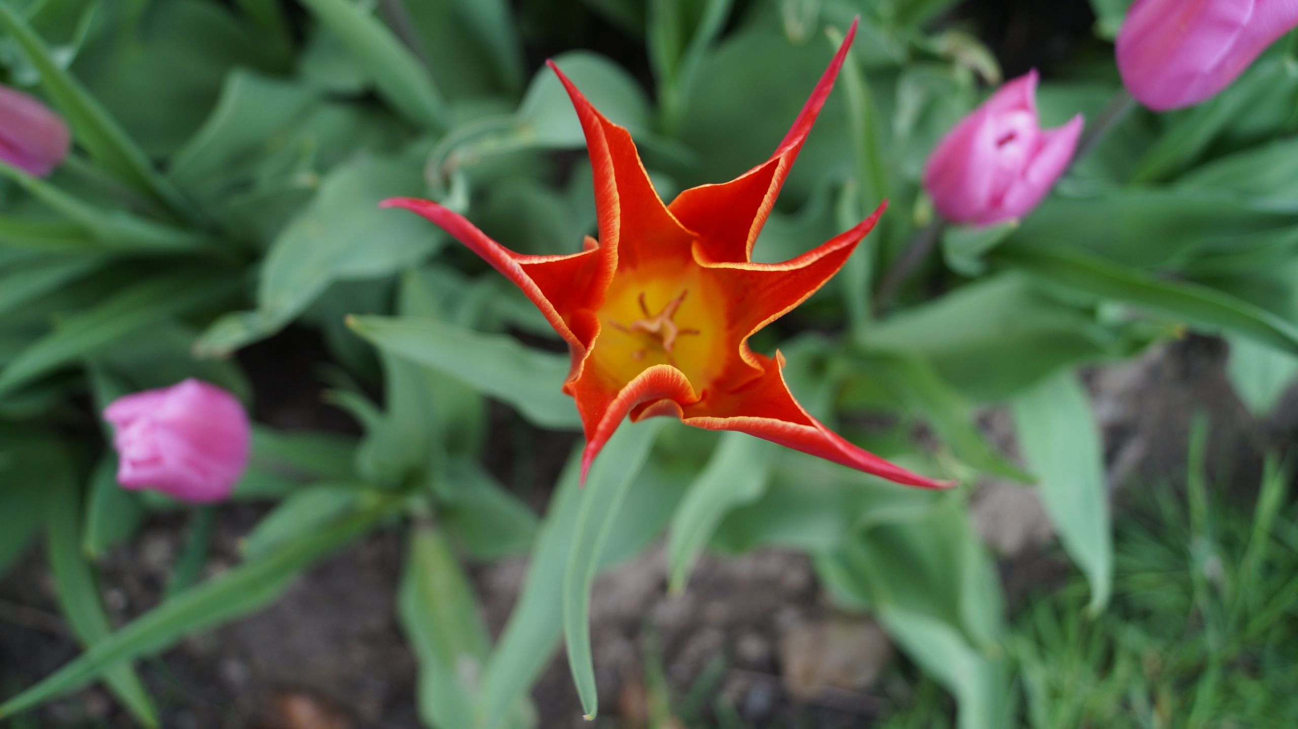 Fonds d'cran Nature Fleurs Fête de la Tulipe - Morges (Suisse)