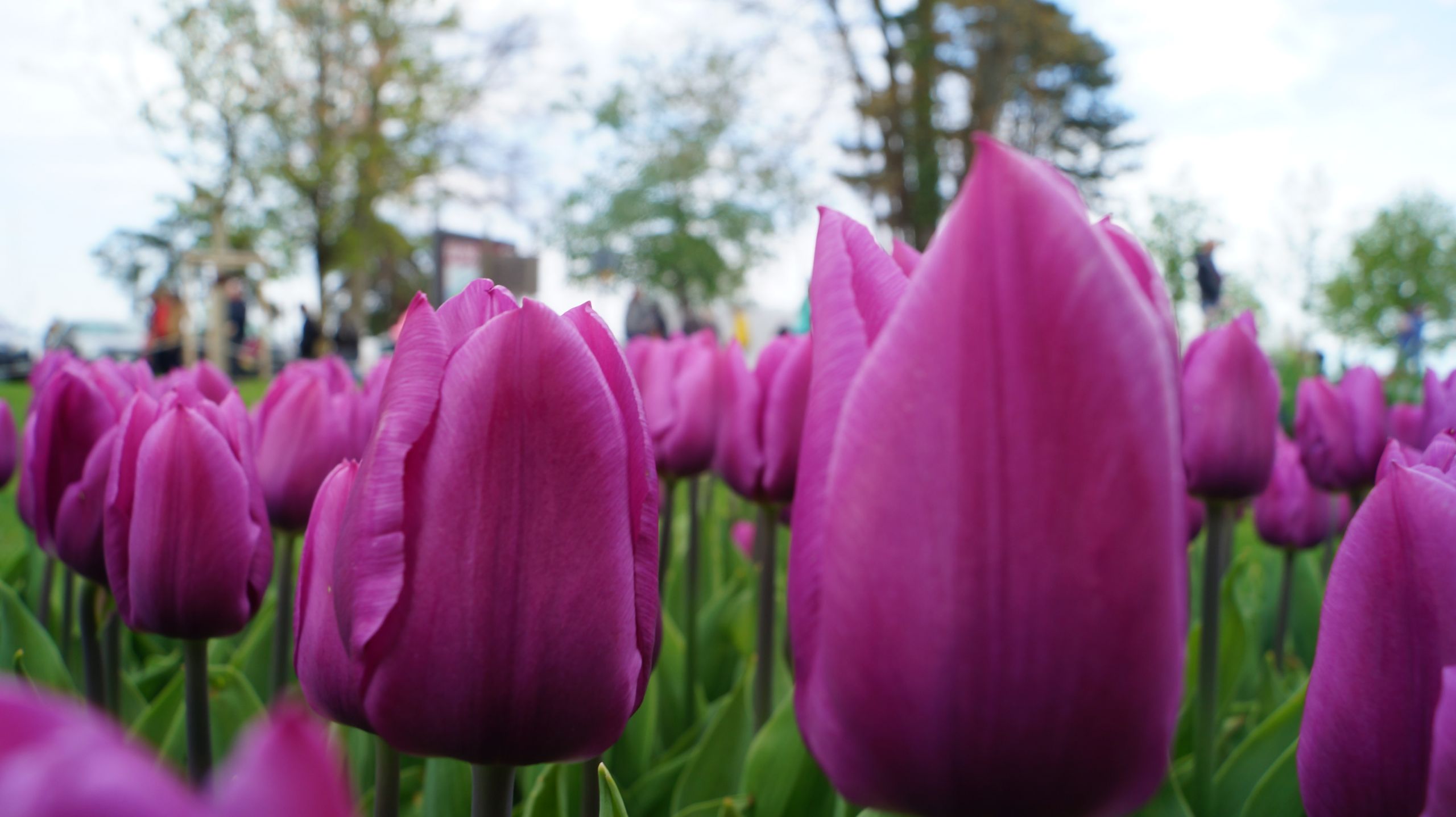 Fonds d'cran Nature Fleurs Fête de la Tulipe - Morges (Suisse)