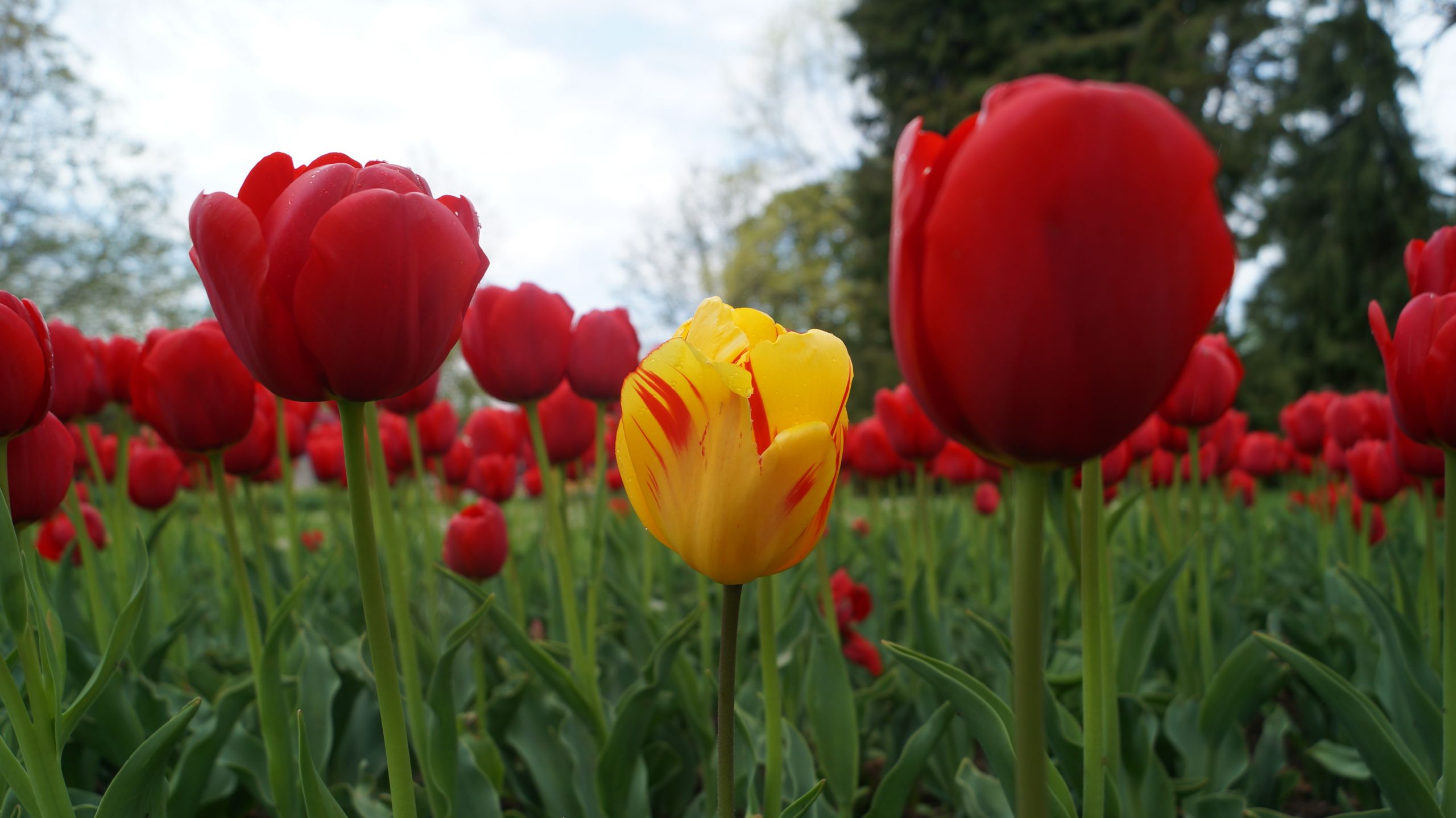 Fonds d'cran Nature Fleurs Fête de la Tulipe - Morges (Suisse)