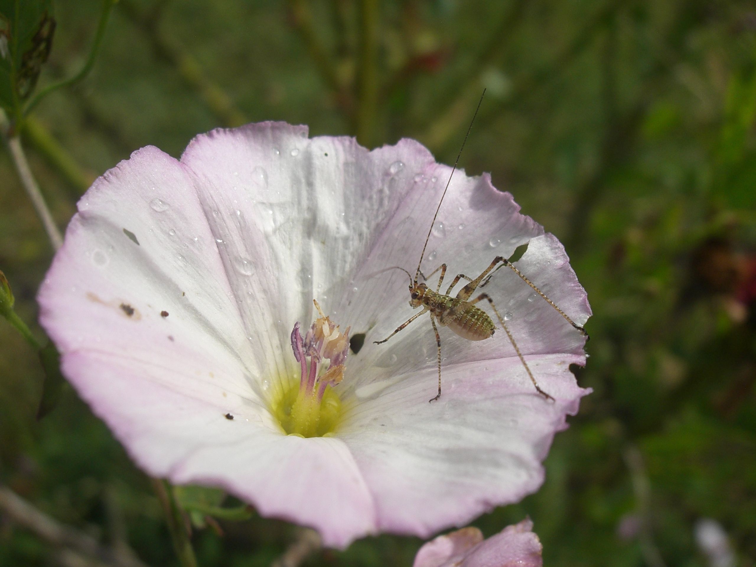 Fonds d'cran Animaux Insectes - Divers 