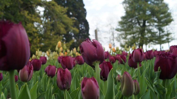 Wallpapers Nature Flowers Fête de la Tulipe - Morges (Suisse)