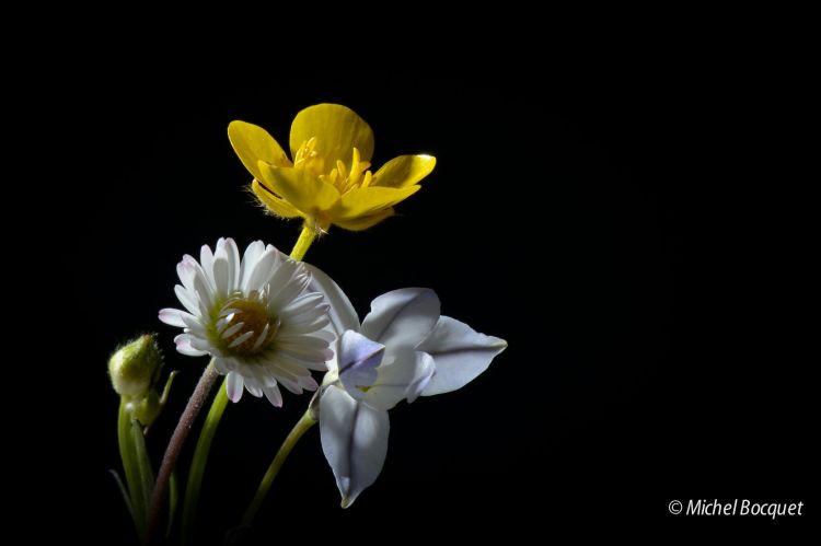 Wallpapers Nature Flowers Petites fleurs printanières