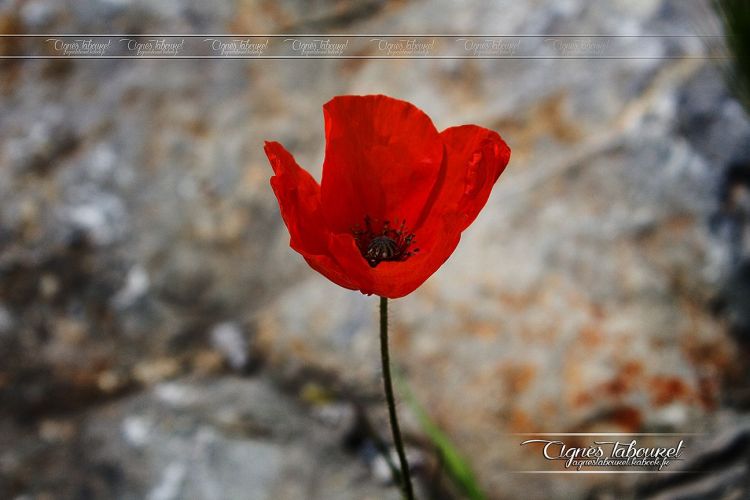 Fonds d'cran Nature Fleurs Coquelicots