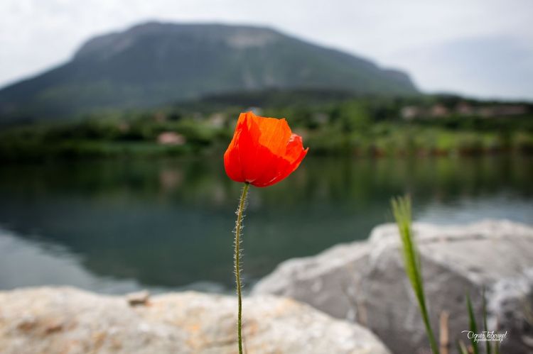 Fonds d'cran Nature Fleurs Coquelicots