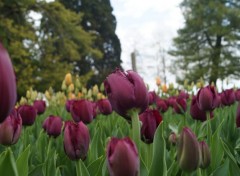  Nature Fête de la Tulipe - Morges (Suisse)