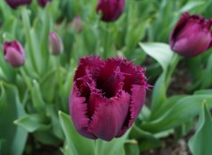  Nature Fête de la Tulipe - Morges (Suisse)