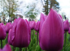  Nature Fête de la Tulipe - Morges (Suisse)