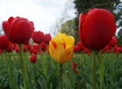  Nature Fête de la Tulipe - Morges (Suisse)